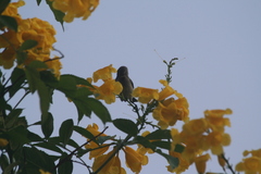 Nectariniidae