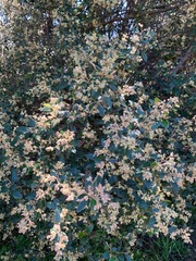 Pomaderris paniculosa paralia