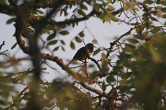 Nectariniidae