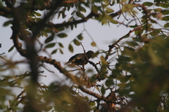 Nectariniidae