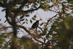 Nectariniidae