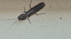 Mantodea