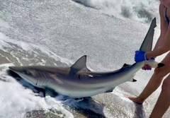 Carcharhinus brevipinna