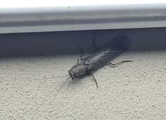 Mantodea