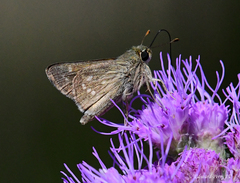 Hesperia attalus slossonae