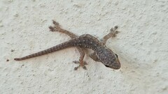 Lygodactylus