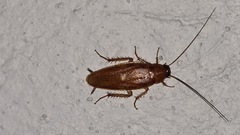 Periplaneta americana