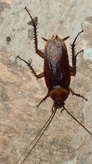 Periplaneta americana