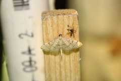 Blepharomastix ranalis