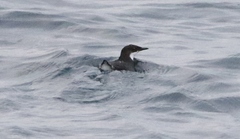 Synthliboramphus craveri