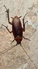 Periplaneta americana