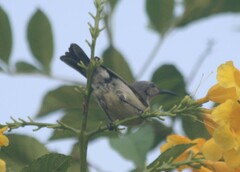 Nectariniidae