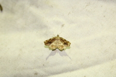 Pangrapta decoralis