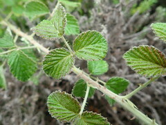 Rubus rigidus