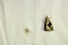 Hypena manalis