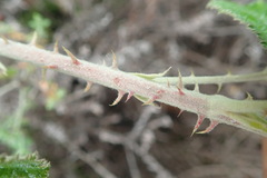 Rubus rigidus