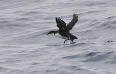 Synthliboramphus craveri