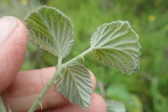 Rubus rigidus