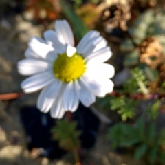 Tripleurospermum maritimum