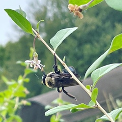 Xylocopa virginica texana