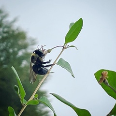 Xylocopa virginica texana
