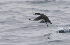 Synthliboramphus craveri