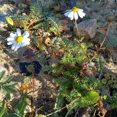 Tripleurospermum maritimum