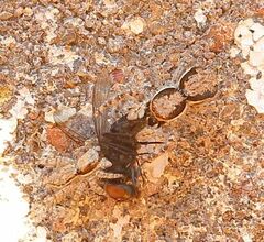 Menemerus bivittatus
