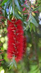 Melaleuca viminalis