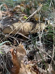 Lactarius picinus
