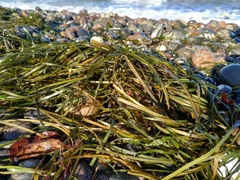 Zostera marina