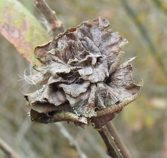 Rabdophaga rosaria