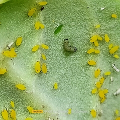 Danaus chrysippus