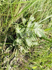 Helichrysum spiralepis