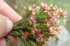 Passerina rigida