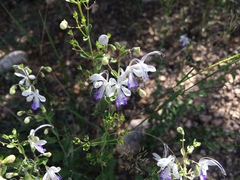 Trichostema arizonicum