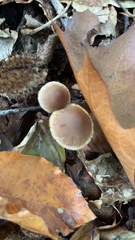 Psathyrella