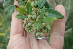 Searsia tomentosa