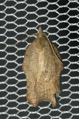 Acleris emargana