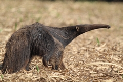 Myrmecophaga tridactyla
