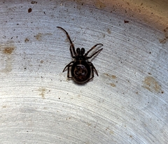 Steatoda