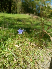 Cichorium intybus