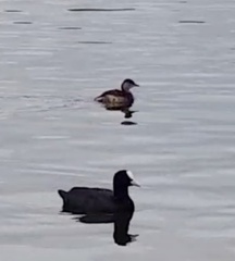 Tachybaptus ruficollis