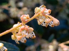 Pomaderris paniculosa paralia