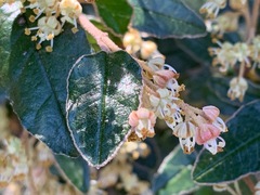 Pomaderris paniculosa paralia