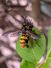 Conops ceriaeformis