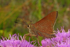 Asbolis capucinus