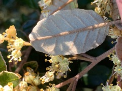 Pomaderris paniculosa paralia
