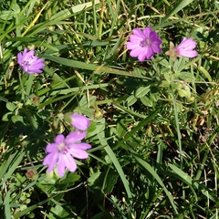 Geranium pyrenaicum