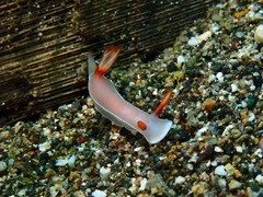 Hypselodoris bullockii